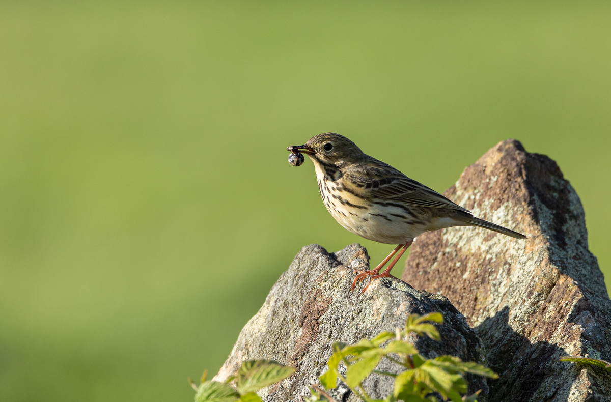 HC Evening Snack By John Austin